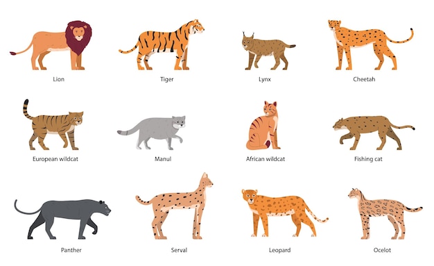 Free vector wild cats flat set with isolated icons of cat family doodle characters with editable text captions vector illustration