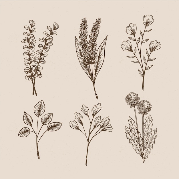 Wild flowers in vintage style for botanical studies