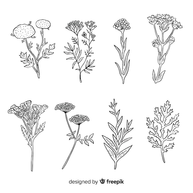 Free vector wild leaves and plants collection