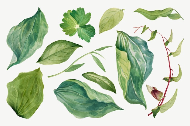 メアリーヴォーウォルコットのアートワークからリミックスされた野生植物の緑の葉のイラスト手描きセット