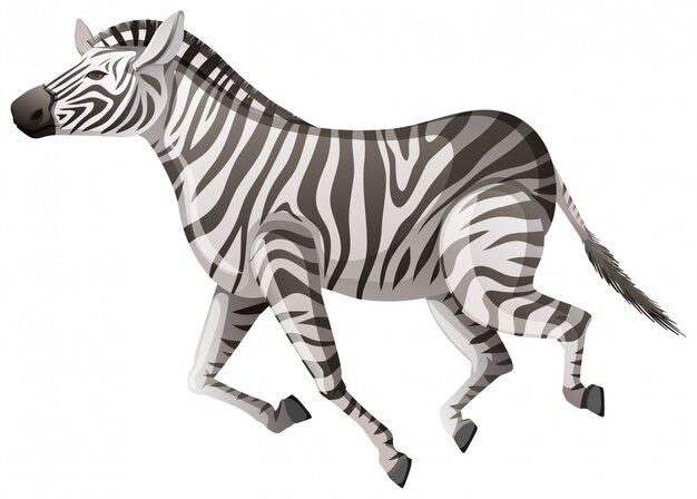 Wild zebra running on white