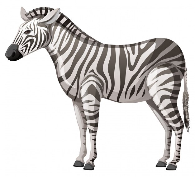 Free vector wild zebra standing alone on white background