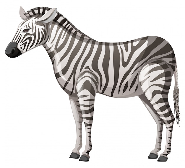 Дикая зебра стоит одна на белом фоне