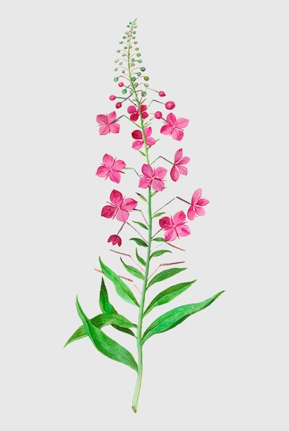 Willowherb in vintage style