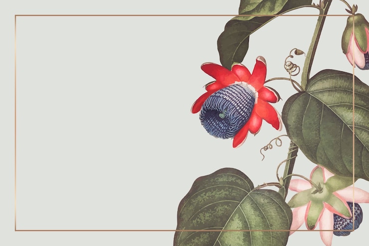 Free Vector the winged passion flower rectangle frame 