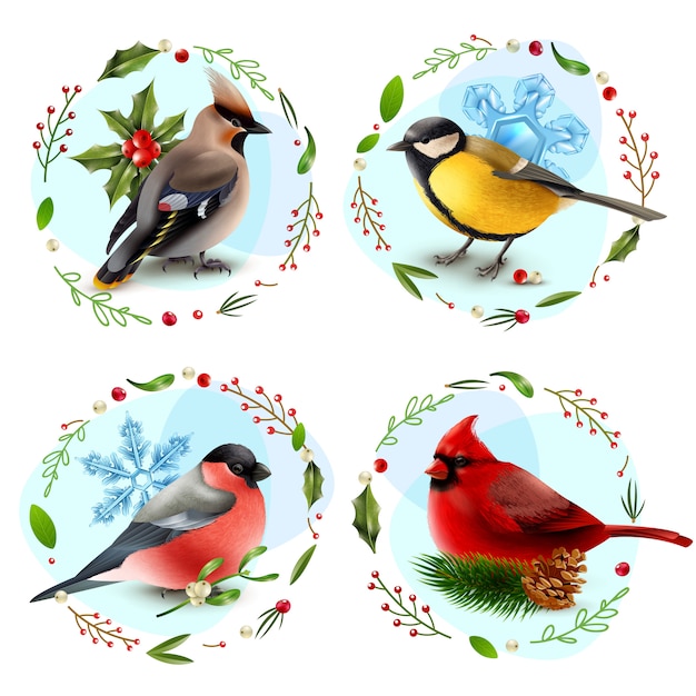 Free vector winter birds design concept