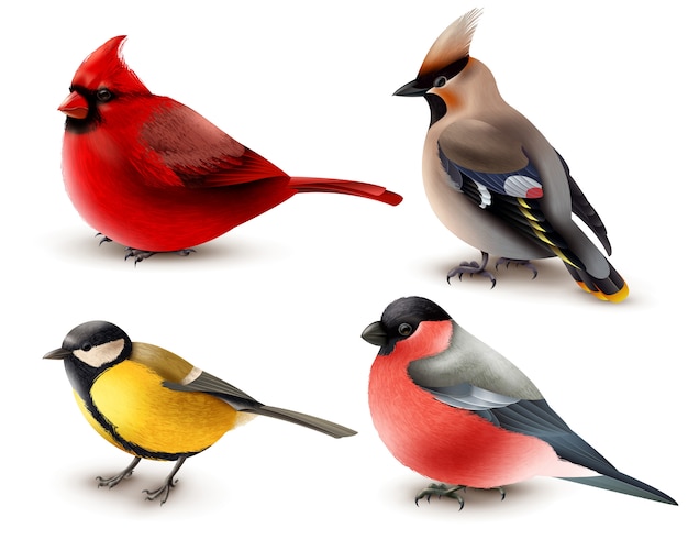Бесплатное векторное изображение Набор зимних птиц
