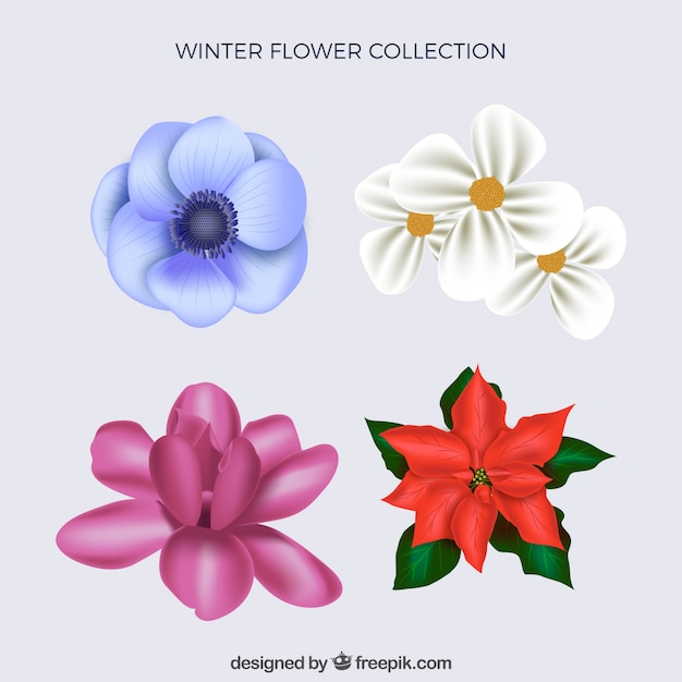 Free vector winter collection of realistic flowers