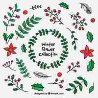 Free vector winter flower collection in red and green