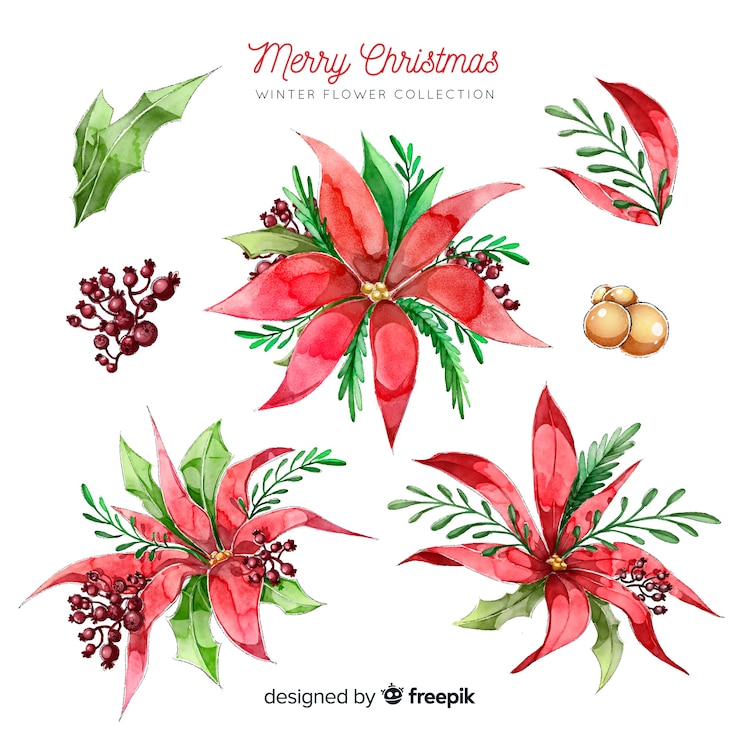Free Vector winter flower collection