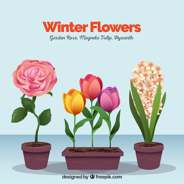 Бесплатное векторное изображение Зимние цветы в цветочных горшках