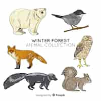 Free vector winter forest animal collection