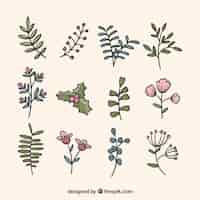 Free vector winter leaves and flowers on a beige background