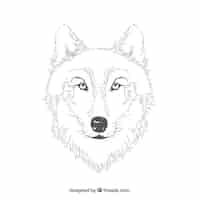 Free vector wolf portrait lines