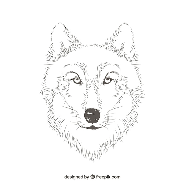 Wolf portrait lines