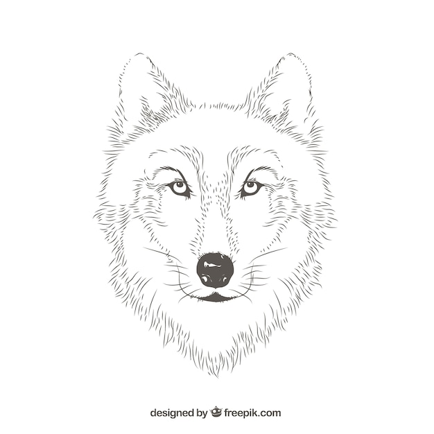 늑대 초상화 라인
