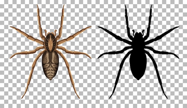 Free vector wolf spider with its silhouette isolated on transparent background