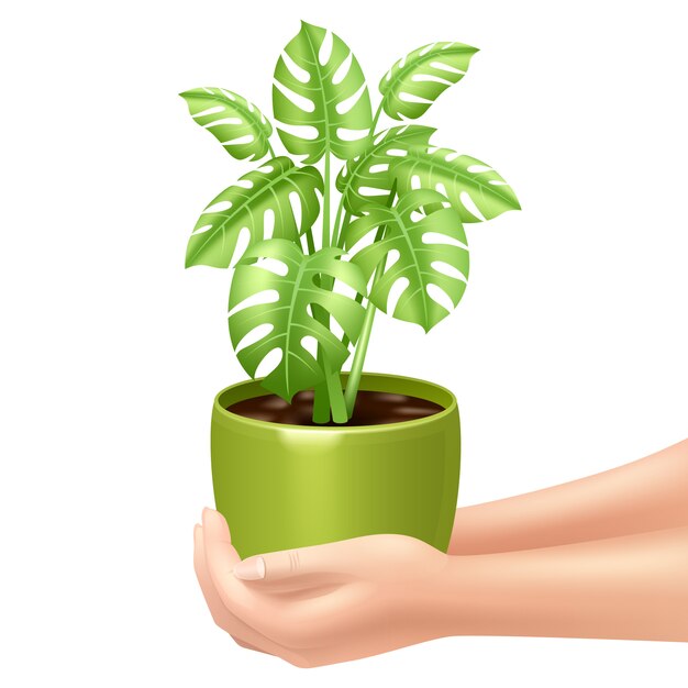 Woman holding a houseplant with hands and green pot 