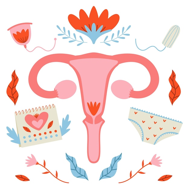 Woman reproductive system illustrated