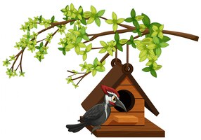 woodpecker living in birdhouse