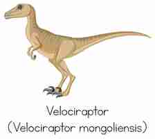 Free vector wordcard for velociraptor standing