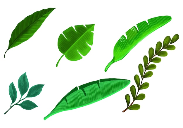 X9Tropical different type exotic leaves set design