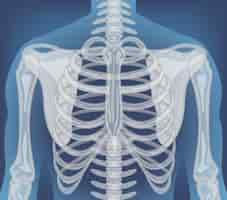 Free vector xray of human body with internal organs