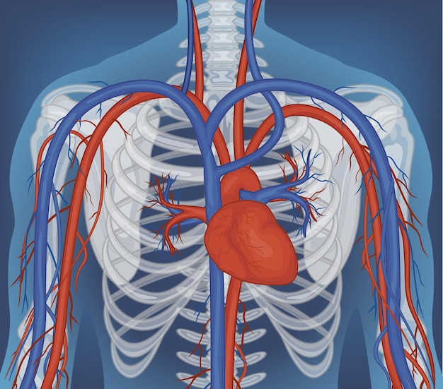 Free vector xray of human body with internal organs