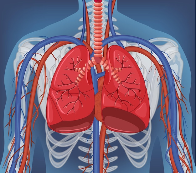 Бесплатное векторное изображение Рентген человеческого тела с внутренними органами