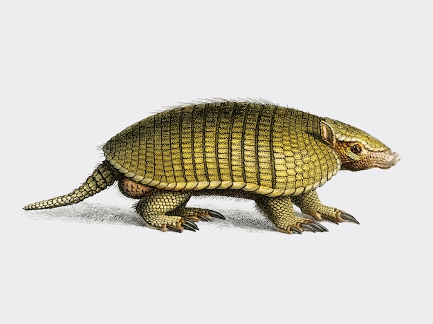 Free vector yellow armadillo (euphractus sexcinctus) illustrated by charles dessalines d orbigny