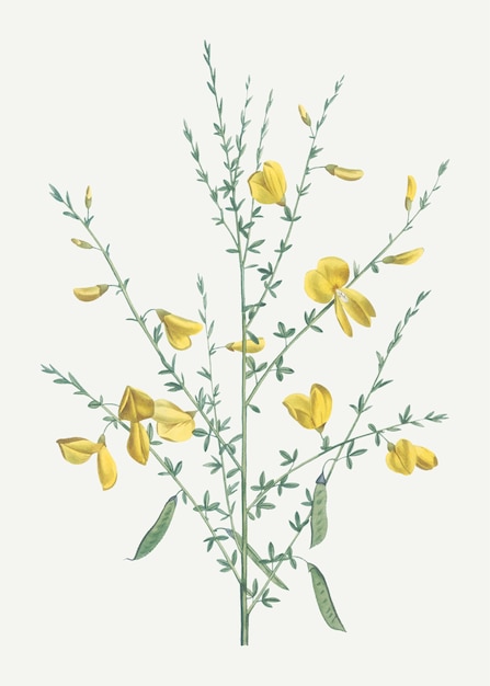 Vettore gratuito fiori di ginestra gialla