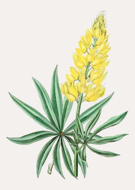 Yellow bush lupine