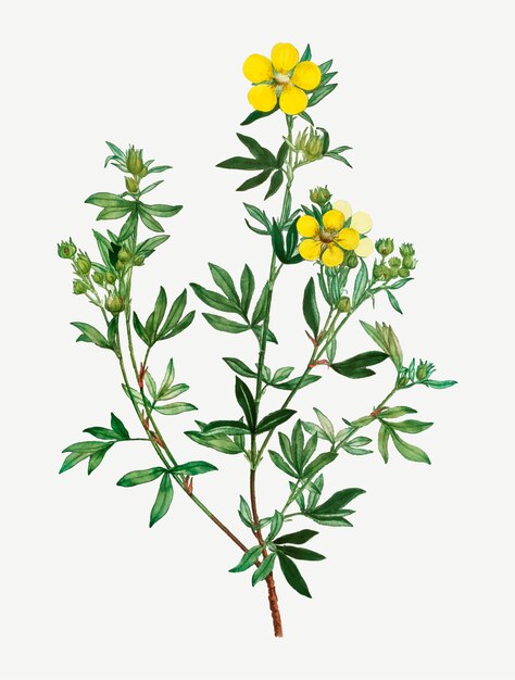 Free vector yellow buttercup flowers