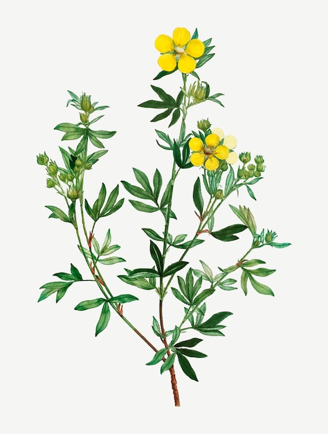Желтые цветы лютика