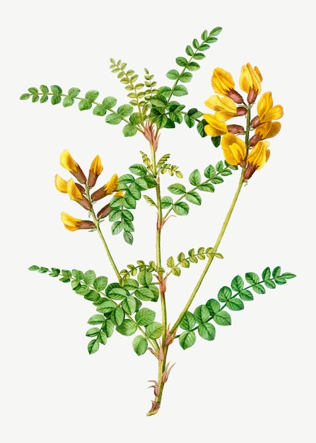 노란 Cytisus Wolgaricus 꽃