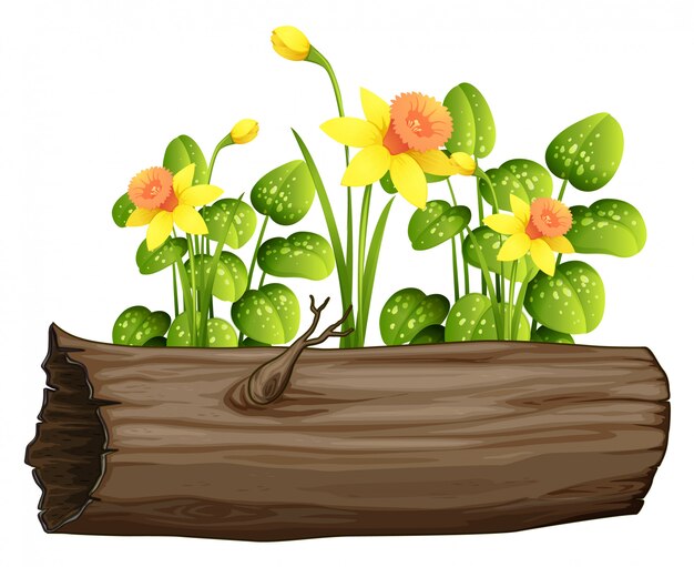 Yellow daffodil flowers and log