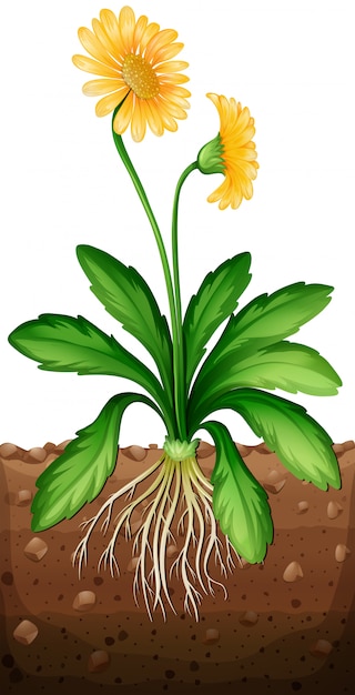 Free vector yellow daisy plant in the ground