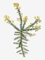 無料ベクター 黄色いハリエニシダの花