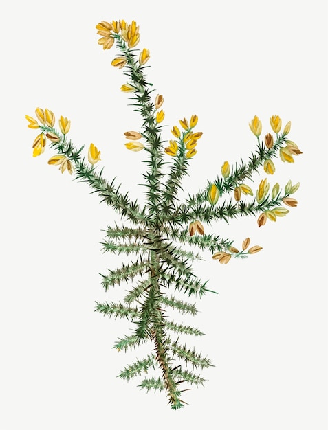 노란 Gorse 꽃