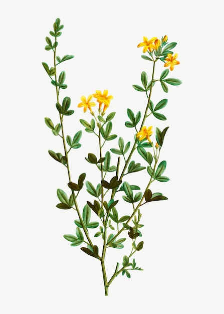 Free vector yellow jasmine flowers