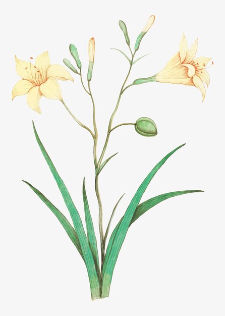 Yellow lily in vintage style