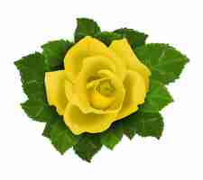 無料ベクター 孤立した葉を持つ黄色いバラの花