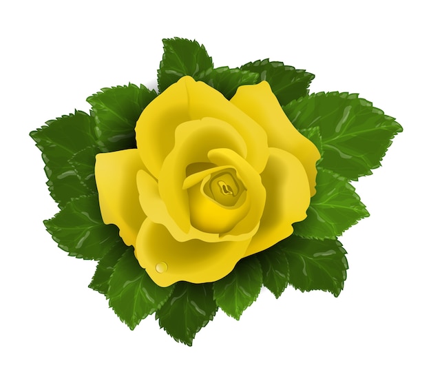 Yellow rose flower with leaves isolated
