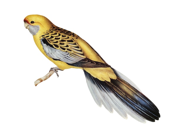 Yellow-rumped parakeet illustration