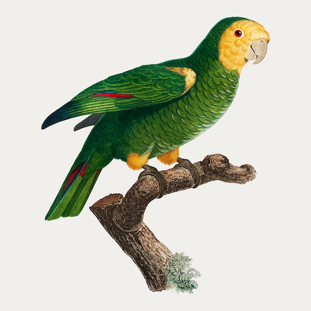 Free vector yellow-shouldered parrot