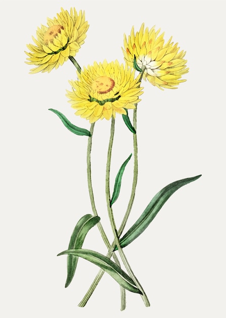 Vettore gratuito giallo strawflower