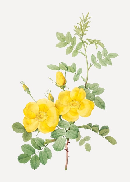 Yellow sweetbriar roses