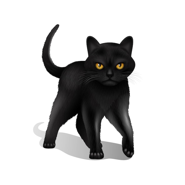 Молодой черный реалистичной домашней кошки, изолированных на белом фоне