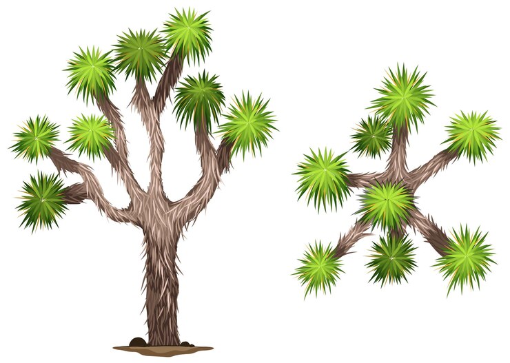 Free Vector a yucca brevifolia