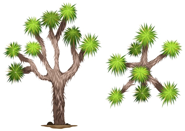 A Yucca brevifolia